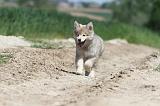 CHIEN FINNOIS DE LAPONIE 597